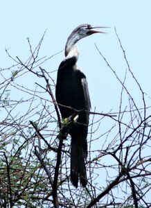Anhingidae bird bharatpur national park