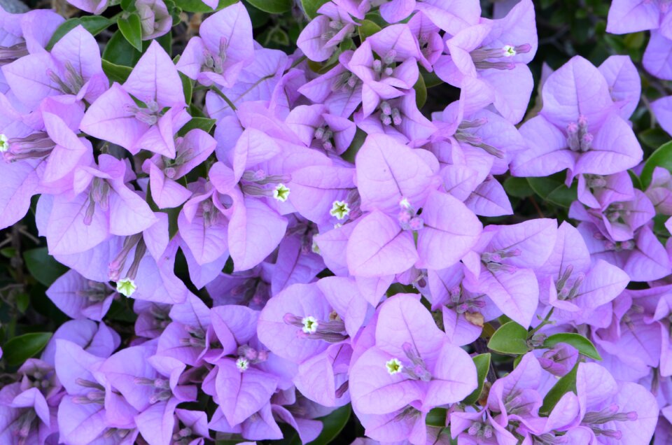 Bloom gardening flora