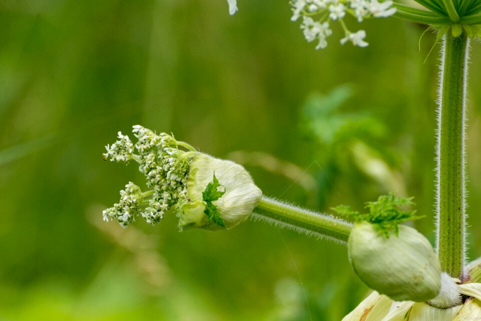 Summer netherlands hogweed