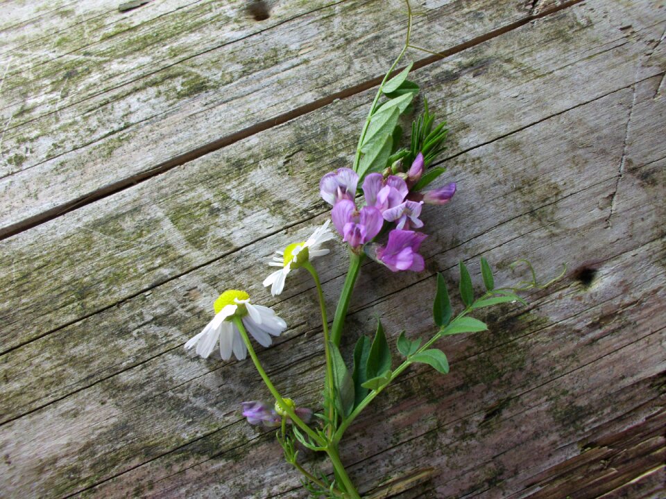 Nature blossom bloom photo