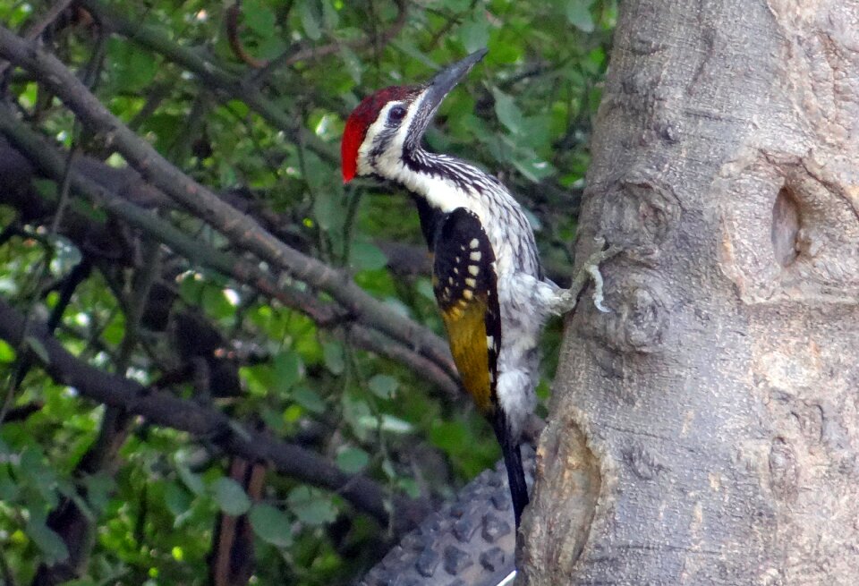 Lesser golden-backed woodpecker lesser goldenback bird