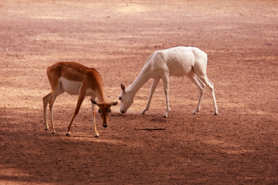 Mammal wild white