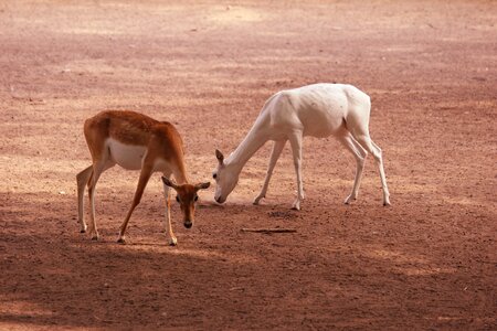 Mammal wild white