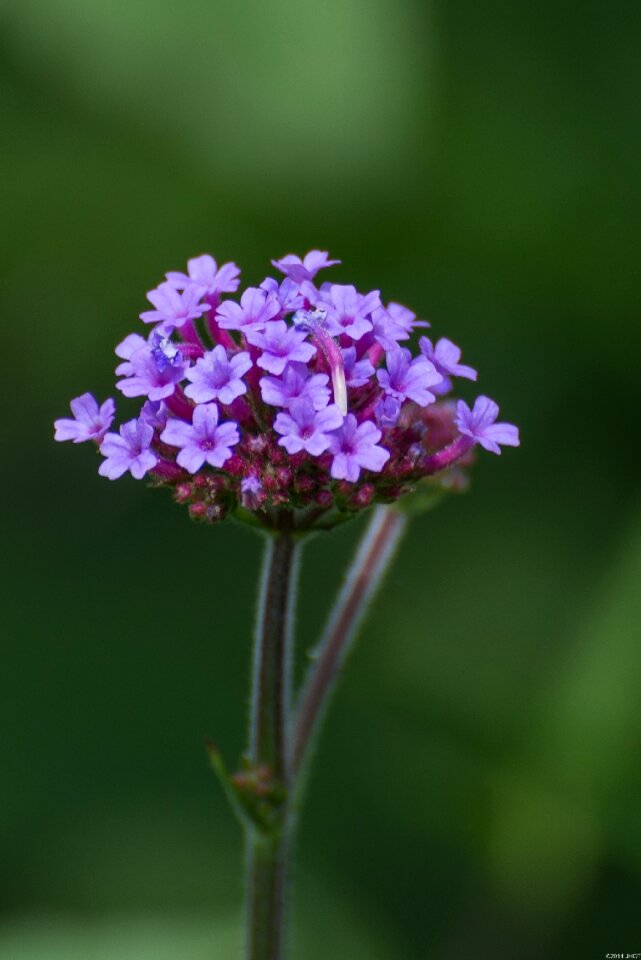 Nature summer netherlands photo