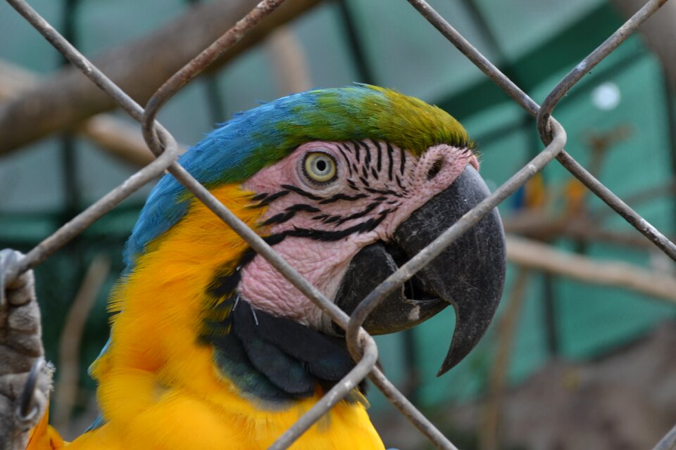 Animal tropical bird parrot photo