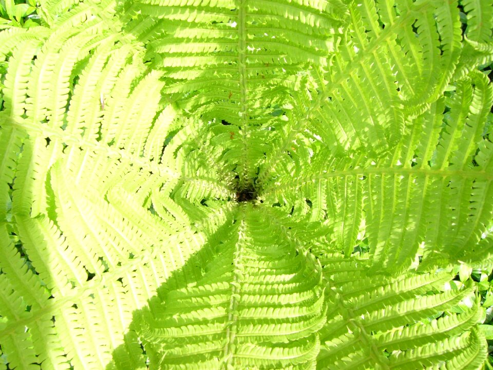 Fiddlehead vessel sporenpflanze square