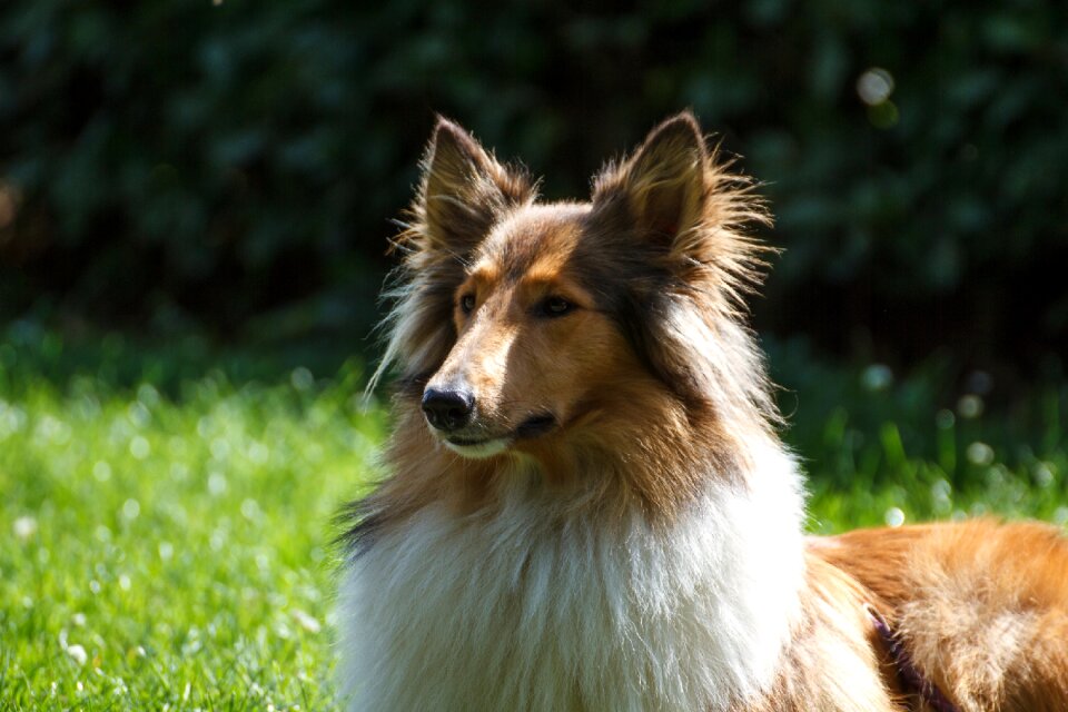 Animal animal portrait fur
