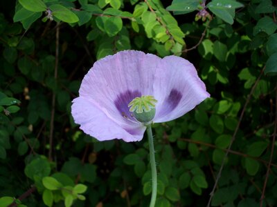 Blossom bloom plant