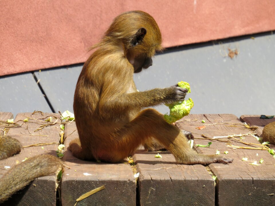 Mahogany macaque species old world monkey relatives