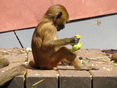 Mahogany macaque species old world monkey relatives photo