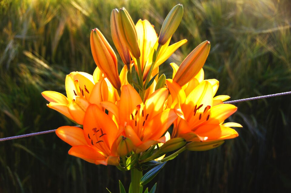 Orange blossom bloom