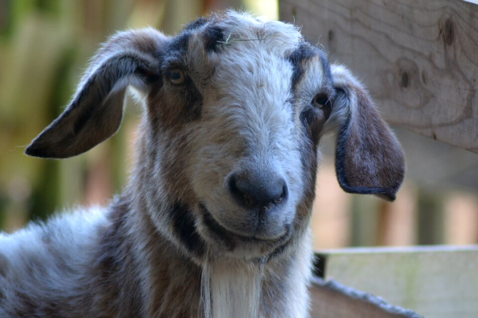 Billy goat country life bock