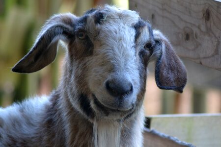Billy goat country life bock