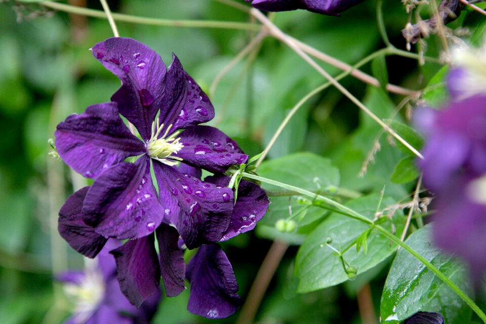 Purple violet summer