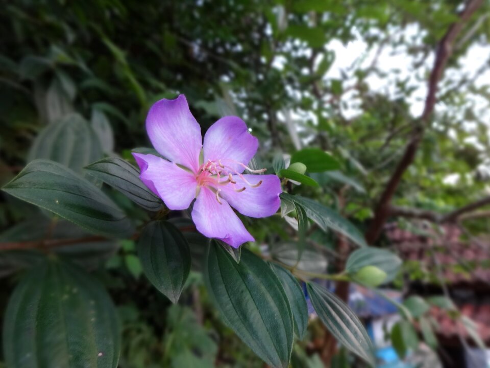 Lilac nature flowers