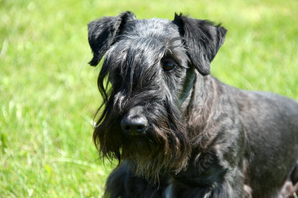 Head portrait purebred dog dog