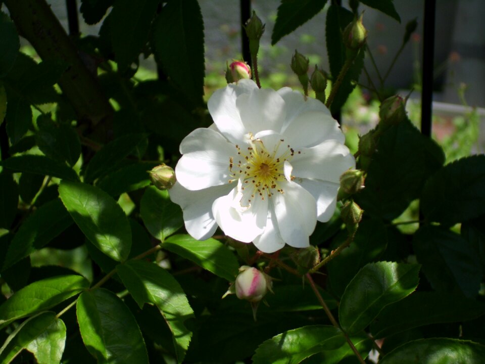 Blossom bloom nature