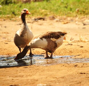 Birds drinking duck photo