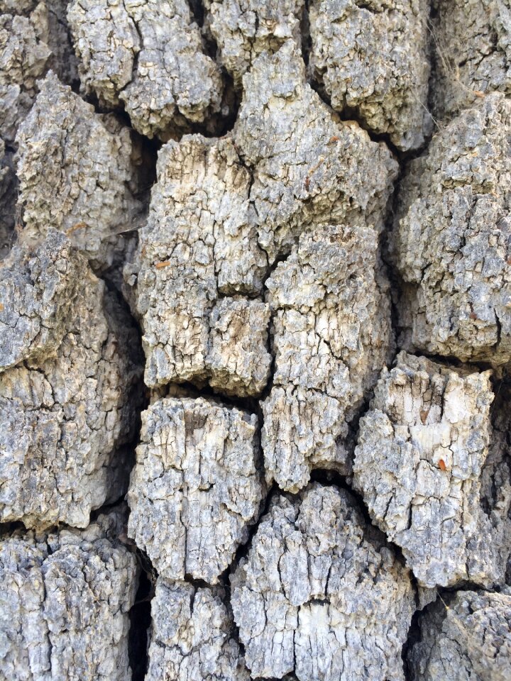 Wood trunk nature