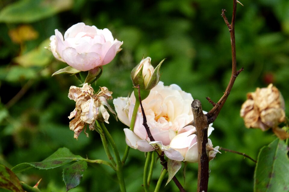 Dead wood bloom flourished from