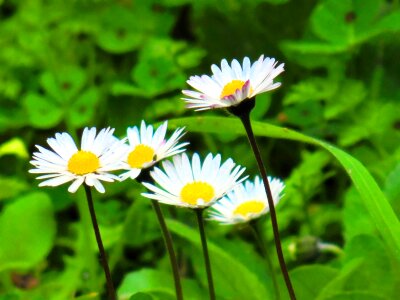 Daisy flower beautiful