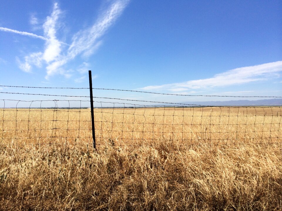 Meadow blue sky