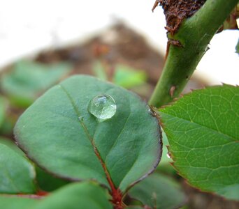 Nature water close-up photo