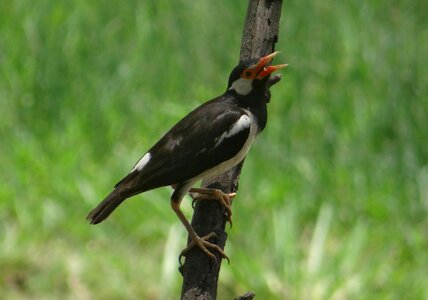Gracupica contra bird bharatpur national park