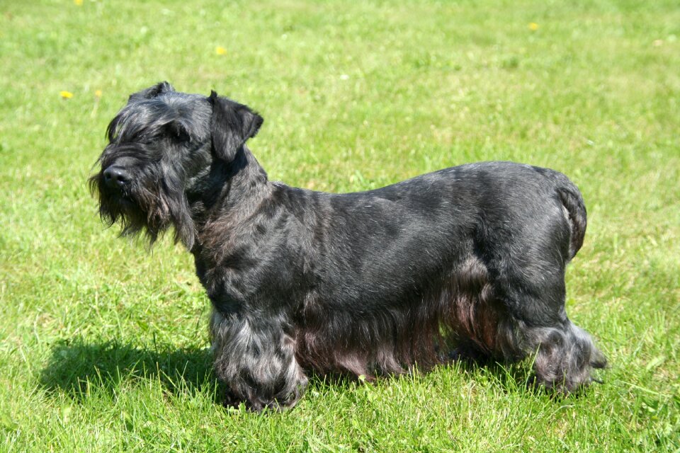 Black purebred dog dog
