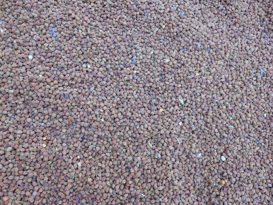 India vegetable gray vegetables