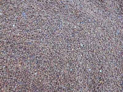 India vegetable gray vegetables