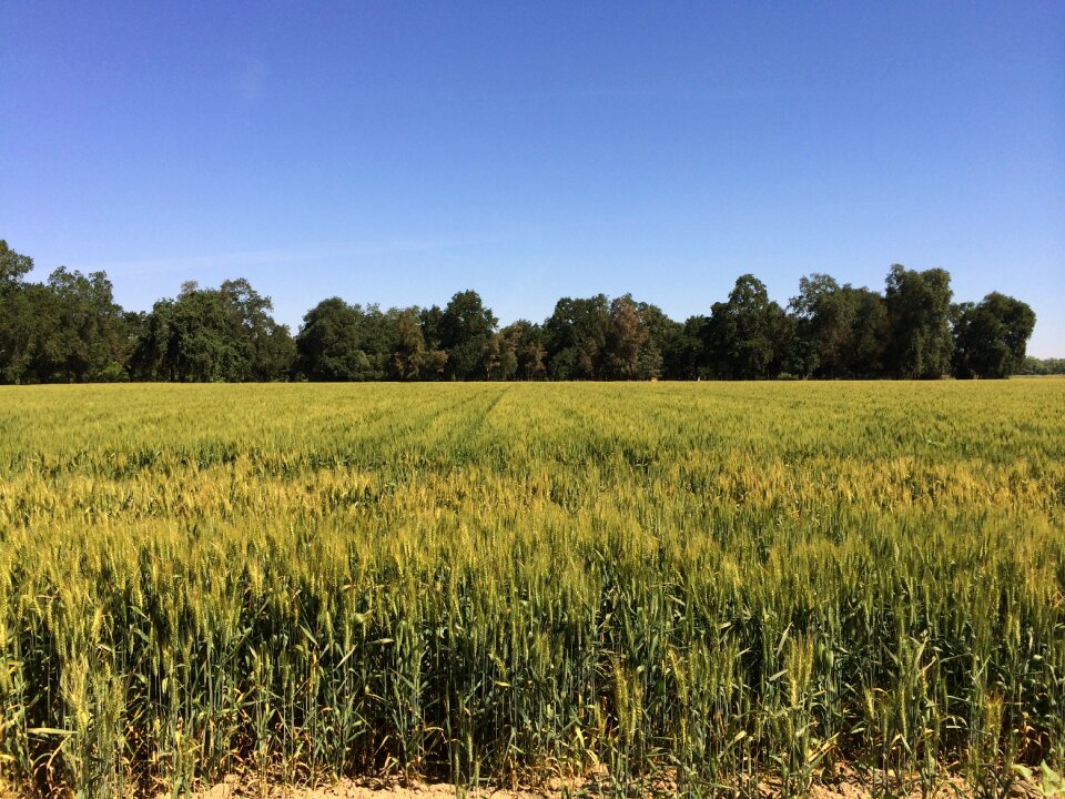 Summer crop harvest