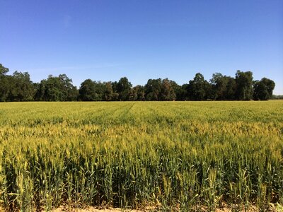 Summer crop harvest