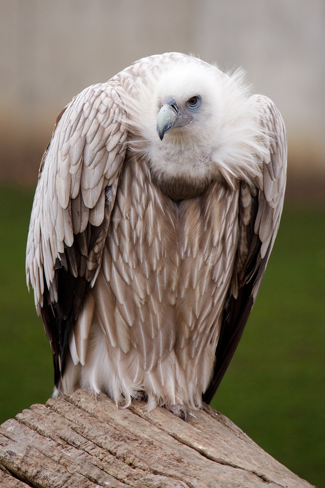 Feather feathers scavenger