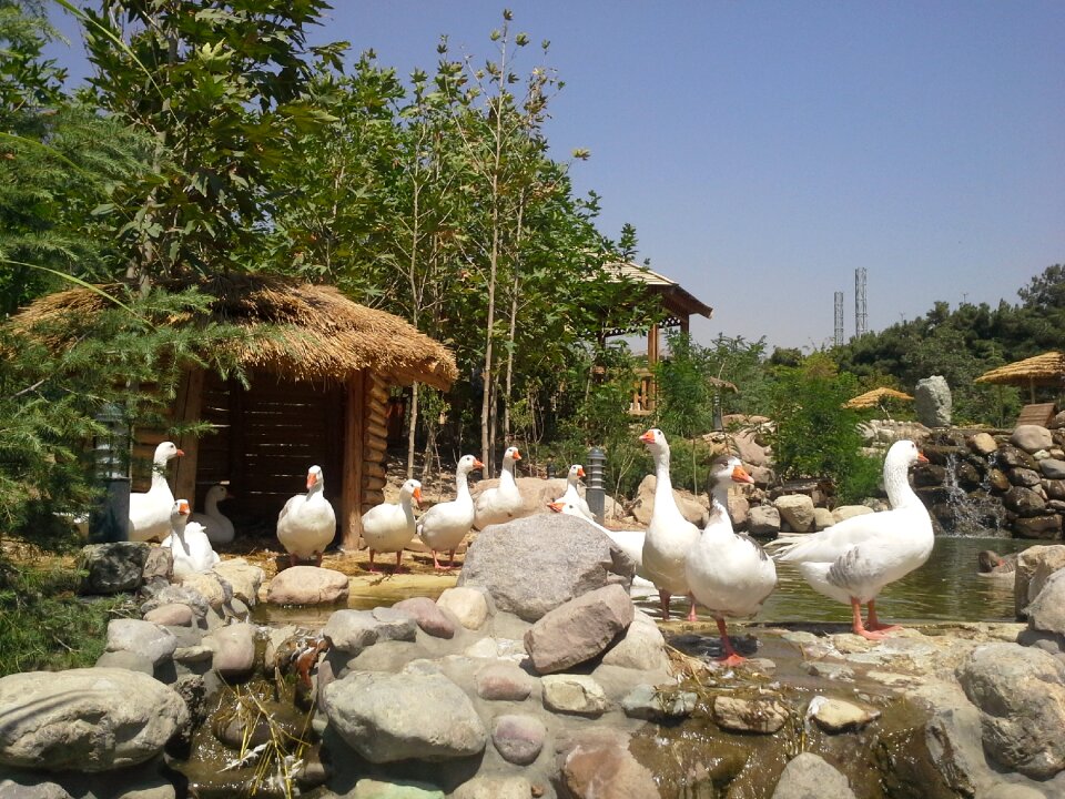 Birds park