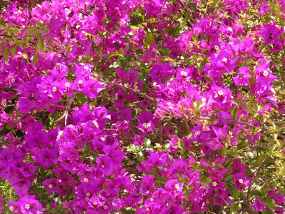 Sea of flowers pink summer
