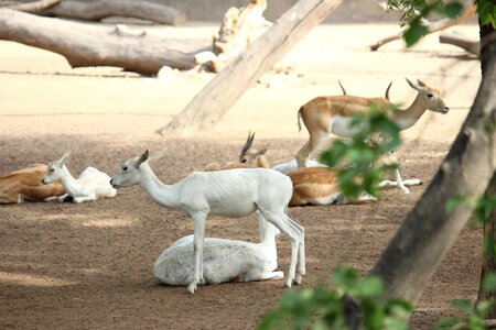 Mammal nature zoo