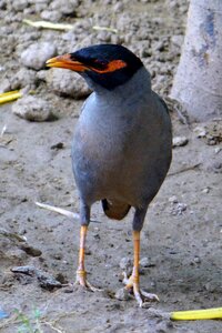 Passerine bird india photo