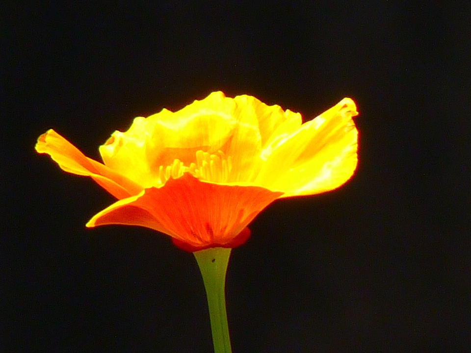 Mohngewaechs papaveraceae poppy