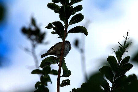 Freedom animal ecology