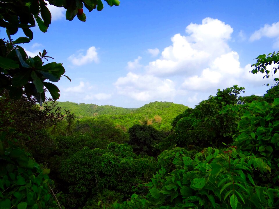Lush green forest goa