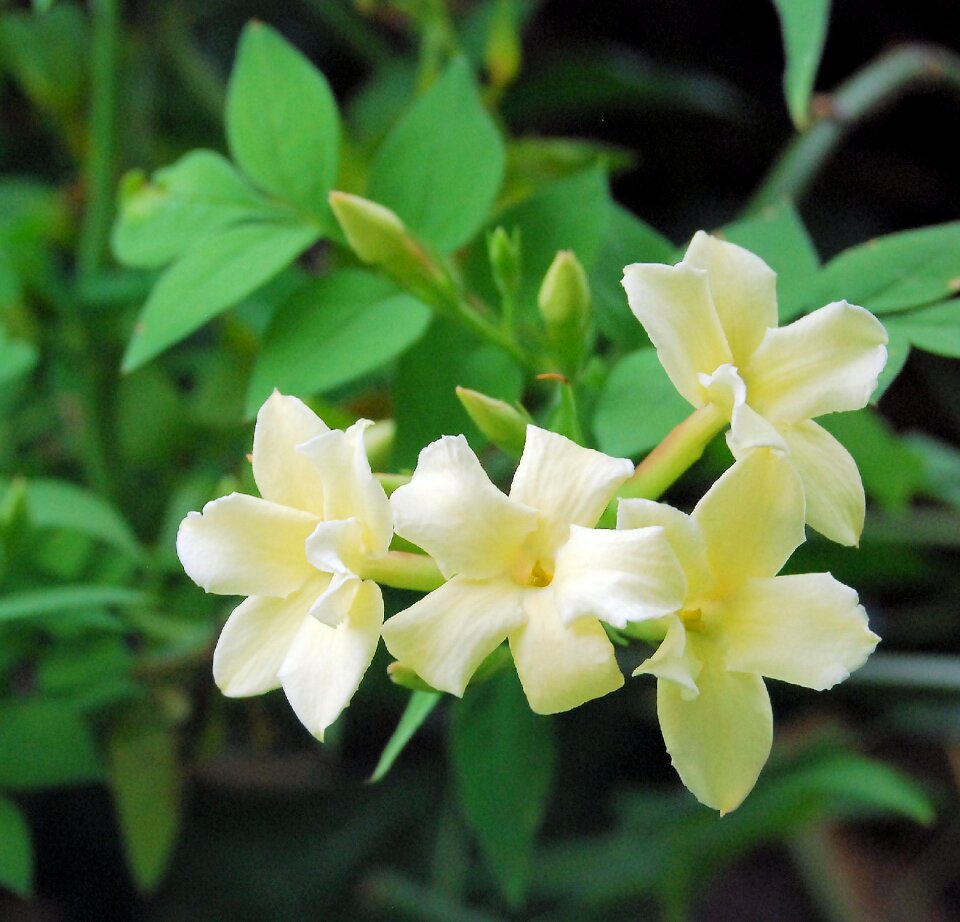 Yellow blossom garden