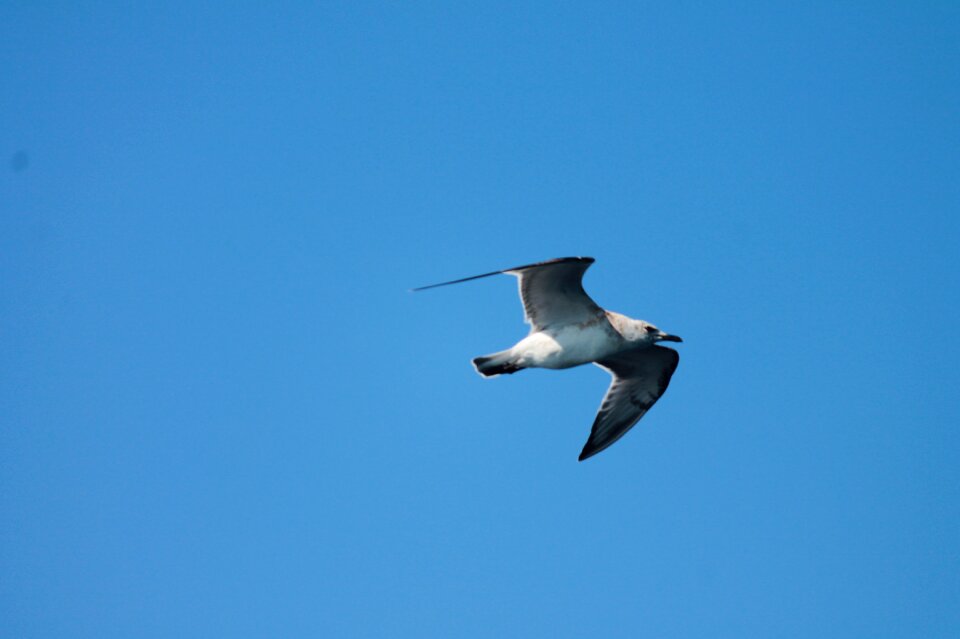 Seagull bird air