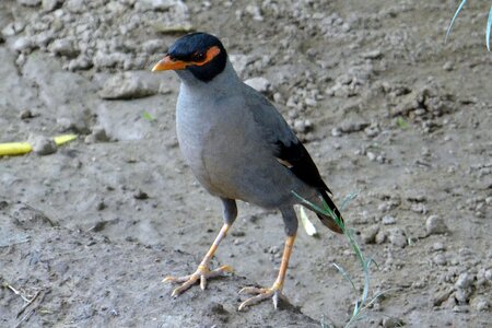 Myna bird india photo