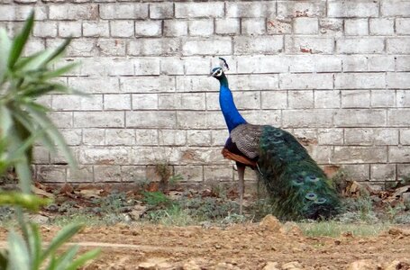 Ghaziabad bird india photo