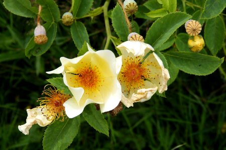 Bloom bloom flowers