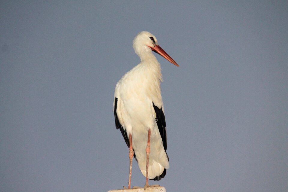 Stork bird fly