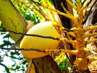 Coconut fruit the tree