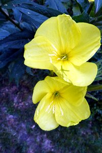 Bloom lemon wild flower photo