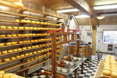 Cheese dairy cheese production cheeses